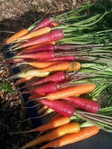Mike's Garden Harvest- Gallery Photo of carrots