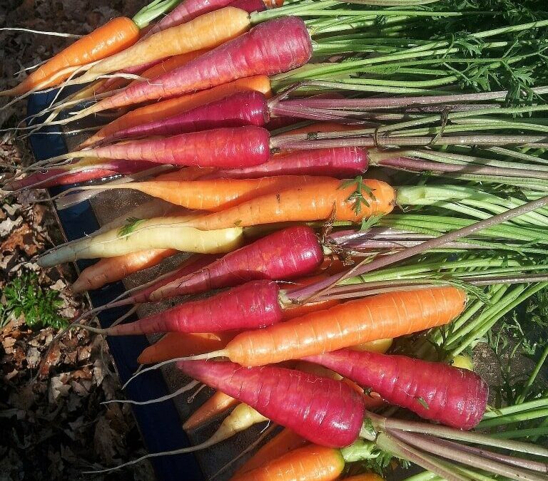 Farm Happenings for July 29, 2020 – Long weekend special (please read)