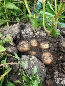 Mike's Garden Harvest- Photo of potato plants in field