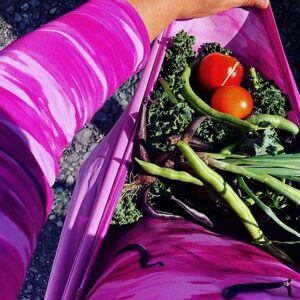 Farm Gallery 2018 - Mike's Garden Harvest- Photo of vegetables