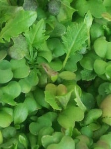 Greens - Produce - Mike's Garden Harvest - 16 Week Veggie Share