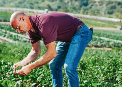 Mike's Garden Harvest - photo of veggie picker in field
