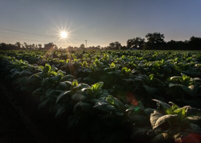 Mike's Garden Harvest - Every week will have 8 to over 14 different items for you to select for your customized basket depending on the time of season and type of season we are having. Photo of field at dusk.