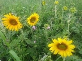 Farm Happenings for July 20, 2021