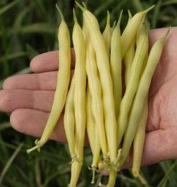 Bean there done that – Farm Happenings for July 27, 2021
