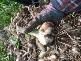 Farm Happenings for August 10, 2021 – The Garlic Queen