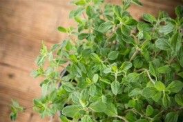 Herb-tastic Sale on August 14, 2021