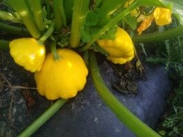 Farm Happenings for August 17, 2021 week 7 – The Patty Pan – demic