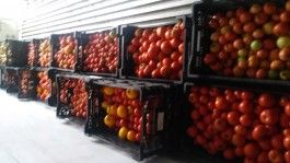 Farm Happenings for August 31, 2021 – The story of La Tomatina
