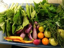 Farm Happenings for September 7, 2021 – ‘Some say tomato, others say pomodoro’