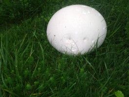 Farm Happenings for September 28, 2021 – A message in a mushroom.