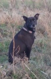Farm Happenings for October 5, 2021 – an ode to the farm dog