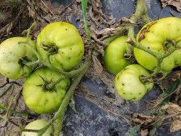 Farm Happenings for September 6, 2022