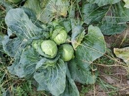 Farm Happenings for October 11, 2022 – New Growth