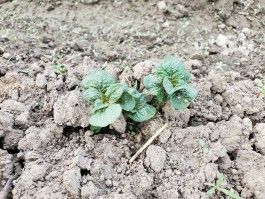 Farm Happenings for July 10, 2023 – the dawn of a new era