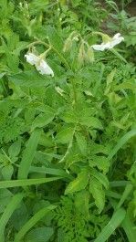 Farm Happenings for July 31, 2023