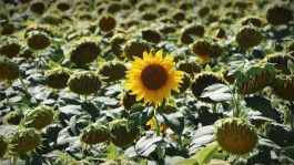 Farm Happenings for August 7, 2023 – The Hour is Late
