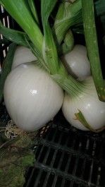 Farm Happenings for August 21, 2023 – The Onion edition