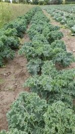 Farm Happenings for September 4, 2023 – the kale edition