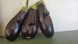 Farm Happenings for September 11, 2023 – The Eggplant Edition