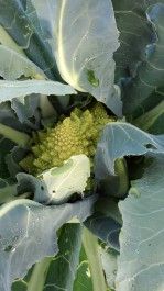 Farm Happenings for October 2, 2023 – The ‘Unexpected’ edition