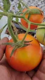Farm Happenings for October 9, 2023 – The Thanksgiving Edition