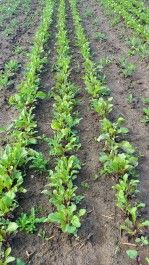Farm Happenings for July 15, 2024 Week 2 – Keeping the beet