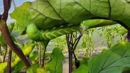 Farm Happenings for the week of July 29, 2024 – Sharing this earth