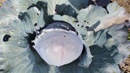 Farm Happenings for the week of September 9, 2024 – the cabbage edition