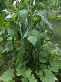 Farm Happenings for September 30, 2024 – the three sister’s edition