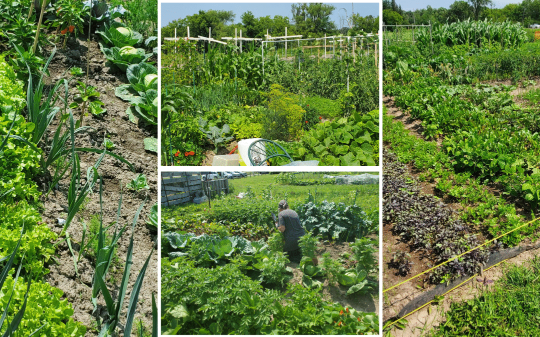 Farm Happenings for July 24, 2026 – Week 4
