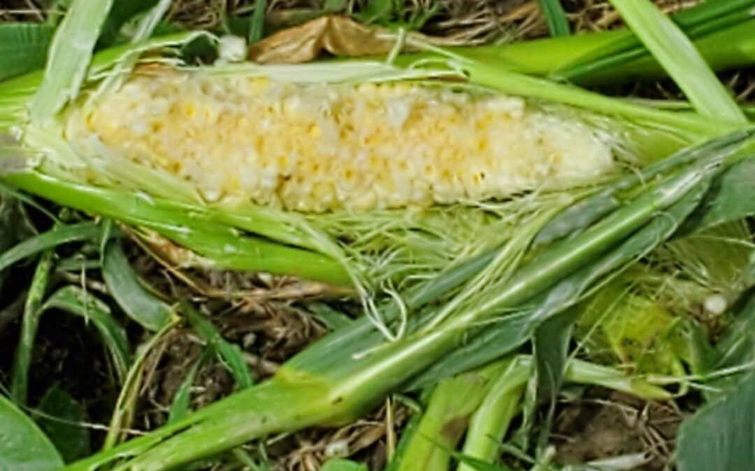 Farm Happenings for August 21, 2026 – Week 8