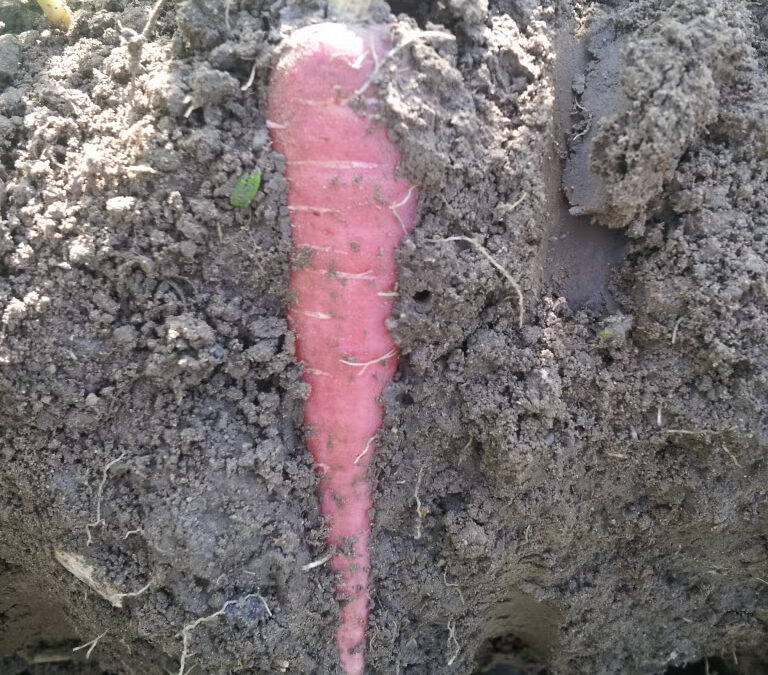 Farm Happenings for August 14, 2026 – Week 7 